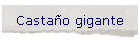Casta�o gigante