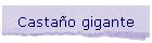 Casta�o gigante