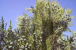 CONÍFERA.jpg CONÍFERA.jpg