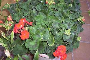 GERANIOROJO.jpg