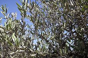 OLEACEAS(OLIVO).jpg