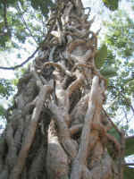 07.Raices.jpg (252174 bytes)