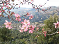 15.LaBellezaAlmendro2003.jpg (209521 bytes)